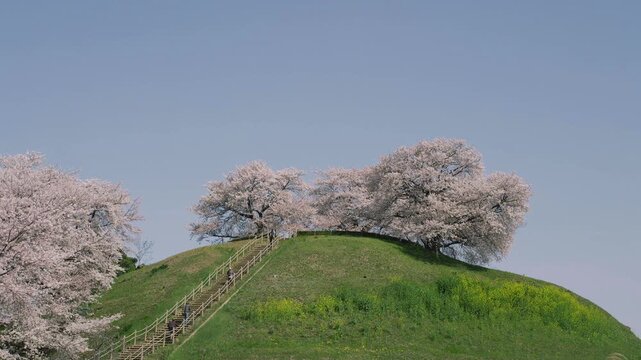 さきたま古墳公園の桜