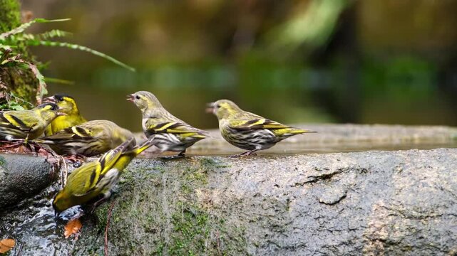 Flock of Siskin Birds Gathering and Drinking at a Mossy Stone Birdbath in Forest