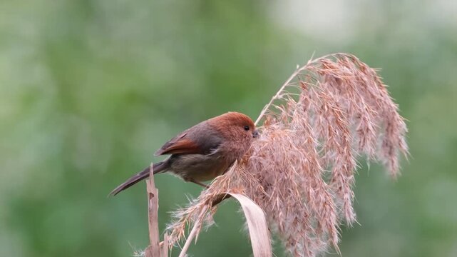 Small Vinous-throated Parrotbill Bird Perched on Dry Reed Grass in Wild Field