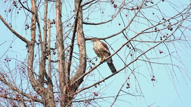 Wild Shikra Hawk Perched on Bare Tree Branch Against Clear Blue Sky