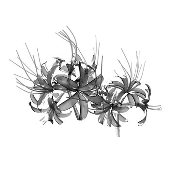 Black and white lotus flower silhouette with high contrast minimal abstract floral design