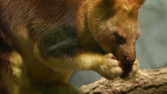 Close up view of a goodfellow tree Kangaroo resting on a tree branch and eating veggies on a cloudy day.