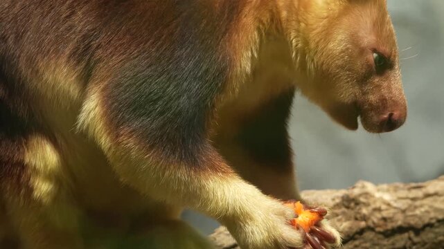Close up view of a goodfella tree Kangaroo resting on a tree branch and eating veggies ona cloudy day.