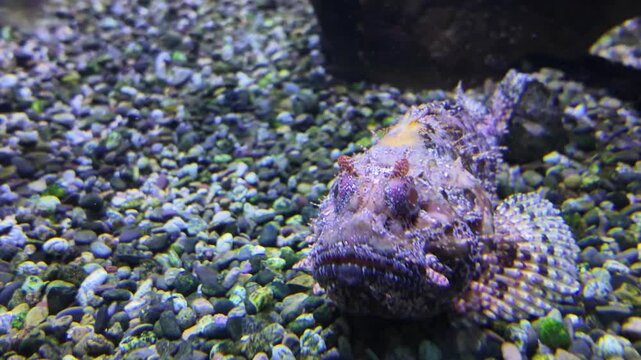 Close up of stonefish or also bearded ghoul restimg on the sea ground beside a coral reef with a parallax pan.
