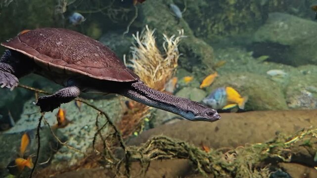 Close up of a snake neck turtle swimming beside a Queensland lung fish underwater in a river