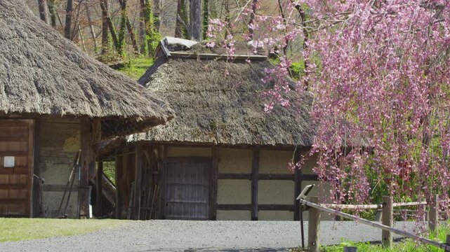 茅葺屋根住居とシダレザクラ