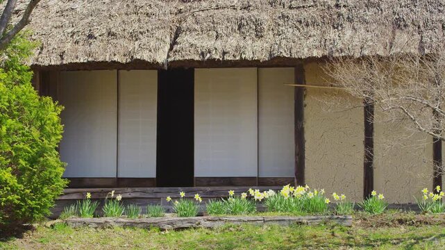 茅葺屋根住居とスイセンの花