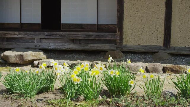 茅葺屋根住居とスイセンの花
