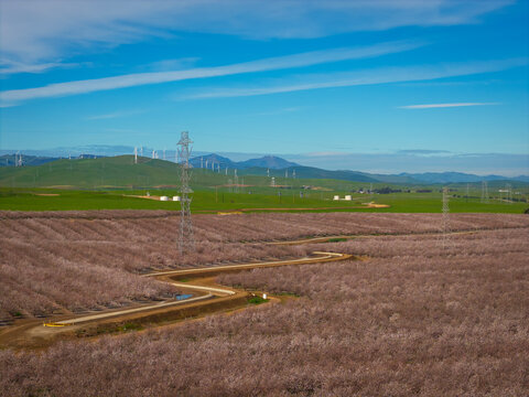 Almond Field in Tracy with Windmills as the Background, California