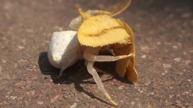 Extreme macro of a white spider holding a butterfly as prey on a plant. Detailed predator-prey interaction, showcasing insect hunting behavior, survival, and natural wildlife action in vivid close-up.