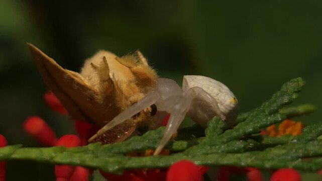 Extreme macro of a white spider holding a butterfly as prey on a plant. Detailed predator-prey interaction, showcasing insect hunting behavior, survival, and natural wildlife action in vivid close-up.