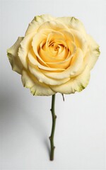 Fototapeta premium A single yellow rose with delicate petals and a slender stem against