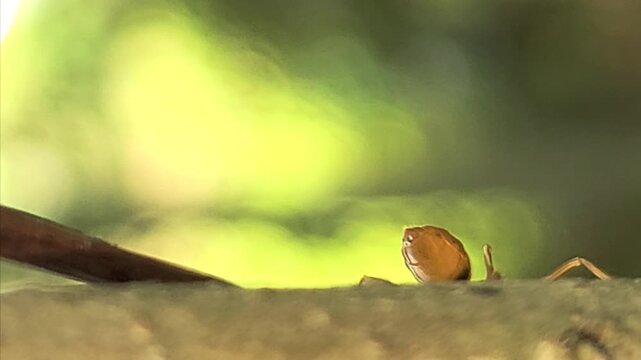 Close-up macro of Indian red weaver ants carrying a dead caterpillar on a tree trunk. Detailed insect teamwork, survival behavior, and predation in natural habitat, ideal for wildlife biology concept.