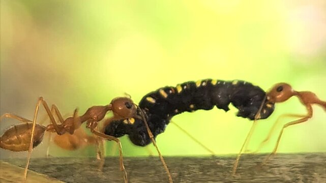 Close-up macro of Indian red weaver ants carrying a dead caterpillar on a tree trunk. Detailed insect teamwork, survival behavior, and predation in natural habitat, ideal for wildlife biology concept.