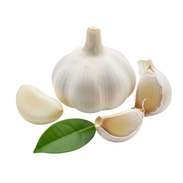 Fresh garlic bulb with peeled cloves and green leaves displayed together isolated on transparent background