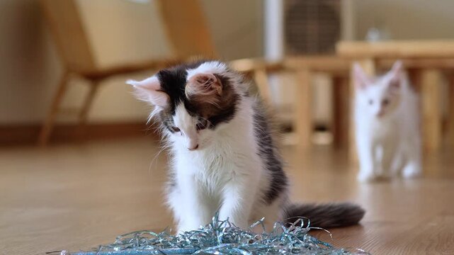 Maine Coon Kitten Running to Toy and Sitting on Blue Tassel, Playful Maine Coon Baby Cat Capturing Feather Toy on Wooden Floor, Cute Maine Coon Kitten Pouncing on Teaser Toy and Sitting Still