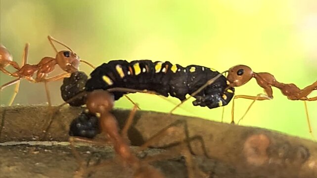 Close-up macro of Indian red weaver ants carrying a dead caterpillar on a tree trunk. Detailed insect teamwork, survival behavior, and predation in natural habitat, ideal for wildlife biology concept.