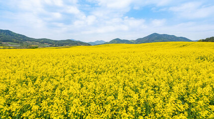 Obraz premium Yellow Canola Flower Field Landscape in Spring with Mountains and Blue Sky