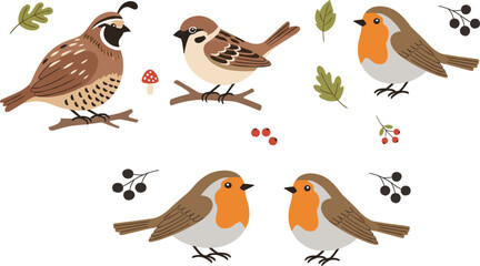 Obraz premium Forest Bird Collection with Sparrow Robin and Quail Cute Wildlife Animals and Nature Elements Cartoon Vector Illustration Set