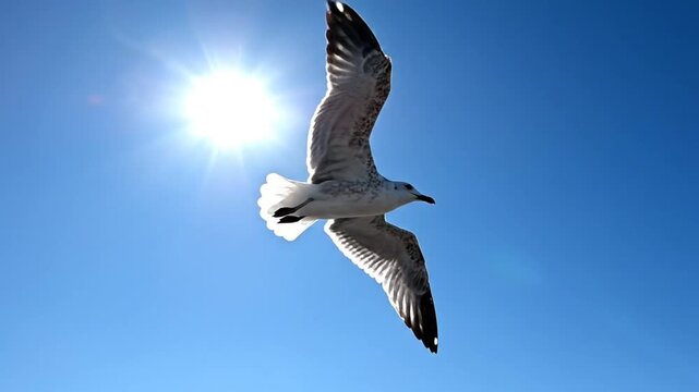 Graceful seagull soars through clear blue sky with bright sunshine in background during a beautiful day