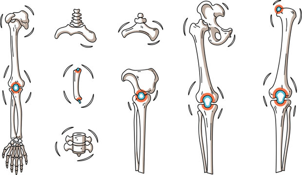 Human joint movement anatomy vector illustration featuring shoulder elbow hip knee and wrist rotation with skeletal bones and motion indicators in educational design
