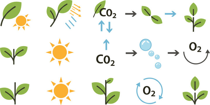 Photosynthesis process vector illustration showing sunlight CO2 absorption oxygen release and plant growth cycle in clean educational flat design icons set