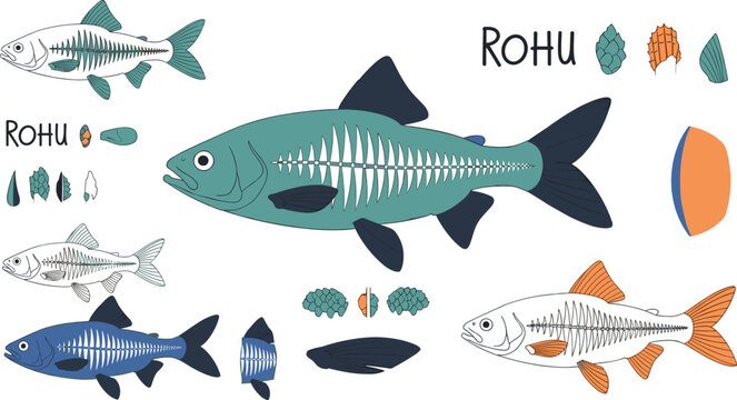 Rohu fish anatomy vector illustration featuring skeletal structure scales fins and different views of freshwater carp species in detailed scientific design