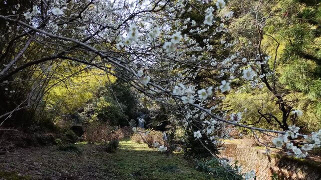 Plum Blossoms Over Forest Stream with Small Waterfall in Background in Japan