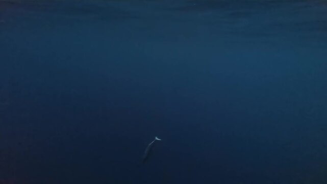 Tuna Fish Caught on Fishing Line Underwater Pulled Up by Harpoon onto Boat