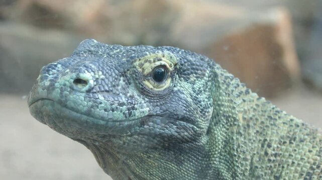 Close Up Profile Shot of a Komodo Dragon Head
