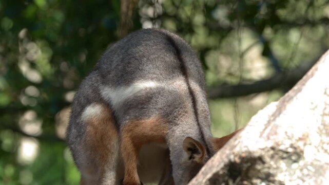 Swamp Wallaby Standing and Looking Around in a Sunny Australian Environment