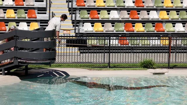 Zookeeper Feeding Saltwater Crocodile During Educational Reptile Show in Australia