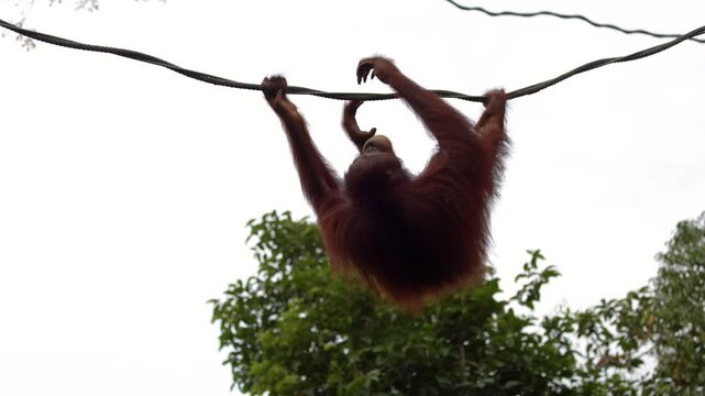 Orangutan Swinging Along a Rope Cable in a Tropical Rainforest