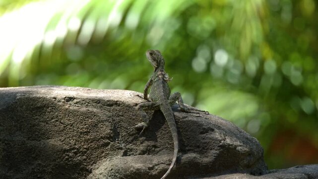 Eastern Water Dragon Sunbathing on a Rock in Australia
