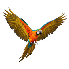 Fototapeta premium Vibrant macaw in mid-flight with vivid plumage and outstretched wings isolated on transparent background
