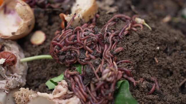 A wormery container, a bin or box, used for composting kitchen and garden waste using worms, which converts the waste into nutrient-rich compost and liquid fertilizer