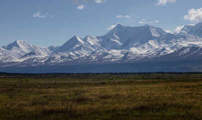 Caribou with mountains in the background © Kari