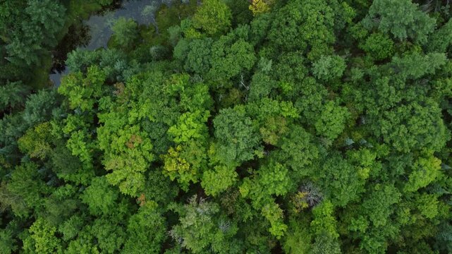 Aerial over crown land wilderness in Tory Hill, Halliburton Highlands East, Ontario, Canada. Flying slow over an evergreen forest and a river towards Buckskin Lake on a summer afternoon.