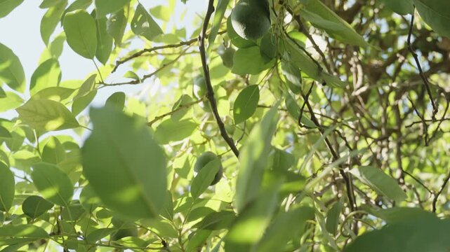 Avocado fruits on the tree, view from below, under sunny weather.