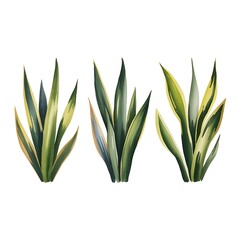 Obraz premium Watercolor Painting of 3 Variegated Snake Plants