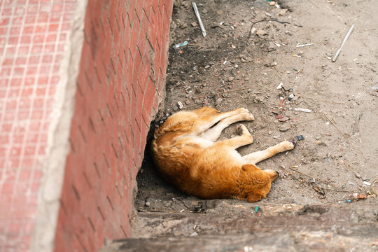 Sleeping dog stray dog street dog brown dog urban outdoor alone dirty ground concrete brick wall tired