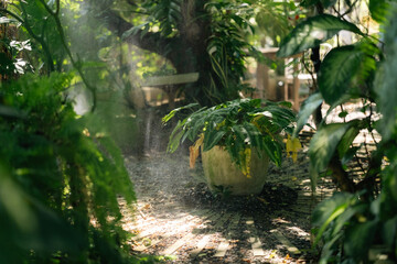 Fototapeta premium Lush garden plant green foliage potted plant garden path sunbeam water spray tropical garden outdoor plant natural light summer day Serene lush garden plant with green foliage potted plant along