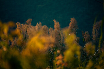 Naklejka premium Golden grass meadow sunset nature field foliage blur autumn landscape outdoor Golden grass meadow sunset with soft nature light over field foliage blur creating dreamy autumn landscape outdoor mood