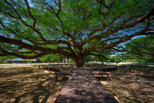 Giant ancient Monkey Pod tree in Kanchanaburi, Thailand. Majestic huge canopy of century-old Samanea saman, famous unseen nature landmark and tropical botanical attraction.
