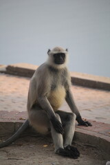Fototapeta premium Hanuman Langur (Semnopithecus) Resting in an Urban Environment