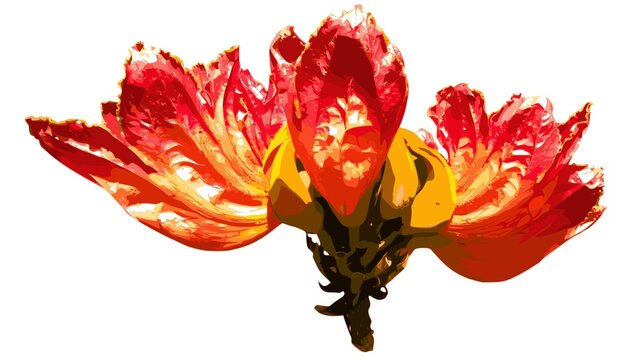 Vectorized African Tulip Tree Flower (Spathodea campanulata), exotic tropical bloom. Design for botanical illustration, floral wallpaper, or luxury spa branding. JPEG version.