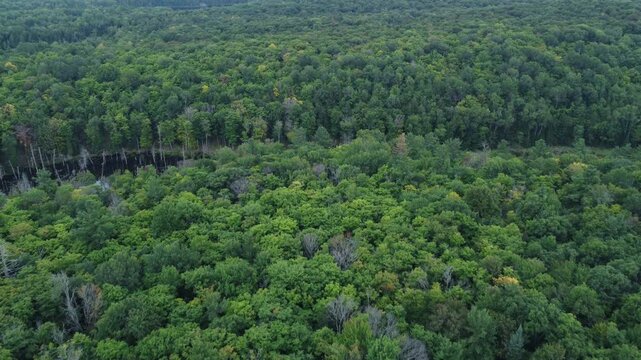 Aerial over the expansive wilderness of crown land located in the Tory Hill area of Halliburton Highlands East, in southern Ontario, Canada. Flying over an evergreen forest near Buckskin Lake.