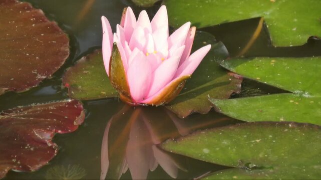 Timelapse of a water lily flower opening in a pond