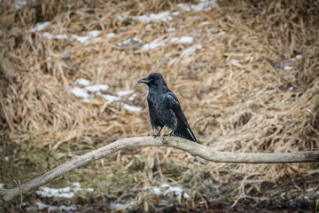 Fototapeta premium Rook perched on branch in natural winter landscape