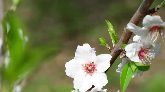 Almond blossom white pink flower branch spring copy space green bokeh horizontal botanical
